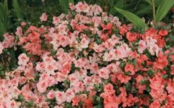 Hilda Niblett Azalea - 2 Gallon Pot -Garden Plant Shop Azalea Hilda Niblet Flowers 2
