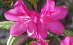 Judge Solomon Southern Indica Azalea - 3 Gallon Pot -Garden Plant Shop Azalea Judge Solomon 50 1