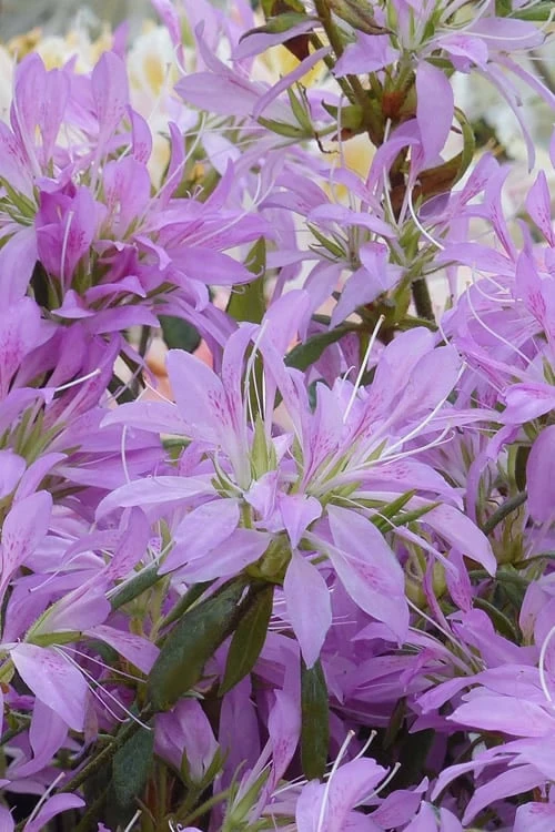 Koromo Shikibu Purple Spider Azalea - 6 Pack of 1 Gallon Pots Koromo Shikibu Purple Spider Azalea - 6 Pack Of 1 Gallon Pots -Garden Plant Shop Azalea Koromo Shikibu 1