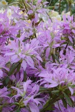 Koromo Shikibu Purple Spider Azalea - 6 Pack Of 1 Gallon Pots 3 Koromo Shikibu Purple Spider Azalea - 6 Pack Of 1 Gallon Pots -Garden Plant Shop Azalea Koromo Shikibu 2