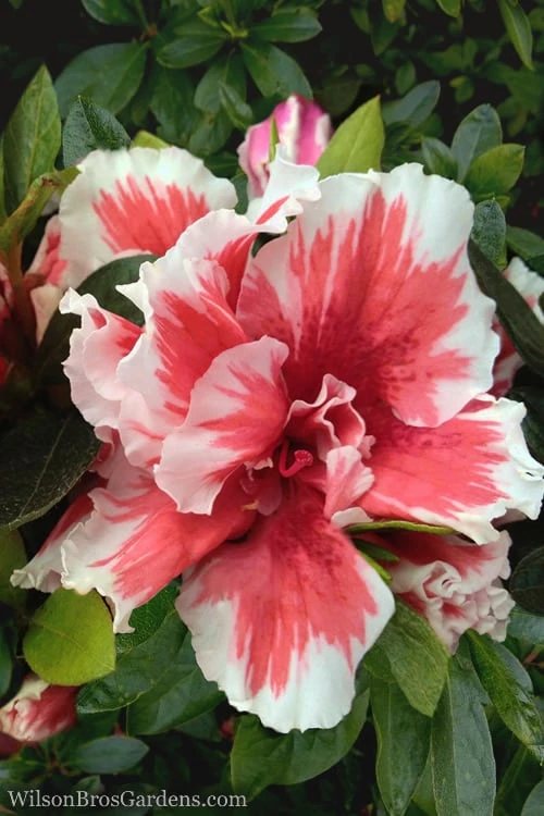 Mardi Gras Southern Indica Azalea - 1 Gallon Pot Mardi Gras Southern Indica Azalea - 1 Gallon Pot -Garden Plant Shop Azalea Mardi Gras 1