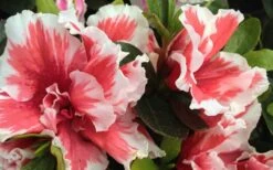 Mardi Gras Southern Indica Azalea - 1 Gallon Pot 3 Mardi Gras Southern Indica Azalea - 1 Gallon Pot -Garden Plant Shop Azalea Mardi Gras 2