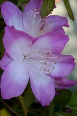 Nuccio's Voodoo Azalea - 3 Gallon Pot -Garden Plant Shop Azalea Nuccios Voodoo 1 2