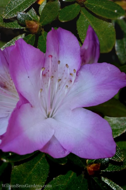 Nuccio's Voodoo Azalea - 6 Pack of 1 Gallon Pots Nuccio's Voodoo Azalea - 6 Pack Of 1 Gallon Pots -Garden Plant Shop Azalea Nuccios Voodoo 2 1