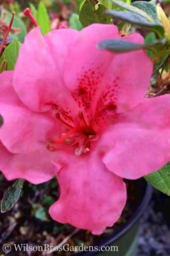 Pink Explosion Bloom 'N Again Azalea - 2 Gallon Pot -Garden Plant Shop Azalea Pink Explosion Bloom N Again 20