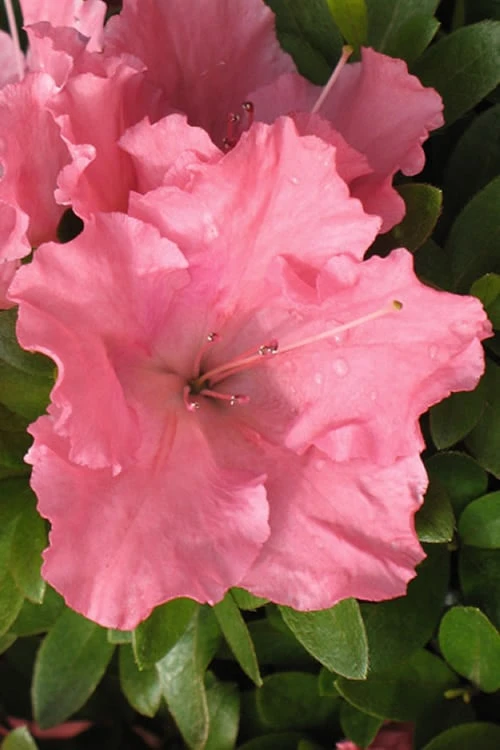 Gumpo Pink Dwarf Azalea - 1 Gallon Pot Gumpo Pink Dwarf Azalea - 1 Gallon Pot -Garden Plant Shop Azalea Pink Gumpo 500x750 1