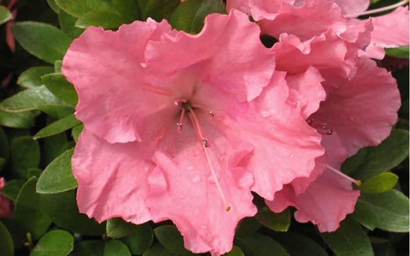 Gumpo Pink Dwarf Azalea - 1 Gallon Pot Gumpo Pink Dwarf Azalea - 1 Gallon Pot -Garden Plant Shop Azalea Pink Gumpo