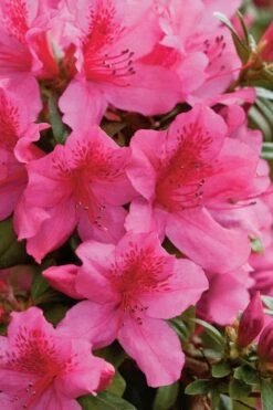 Pride Of Mobile Azalea - 1 Gallon Pot -Garden Plant Shop Azalea Pride Of Mobile 500x750 1