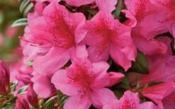 Pride Of Mobile Azalea - 1 Gallon Pot -Garden Plant Shop Azalea Pride of Mobile 15
