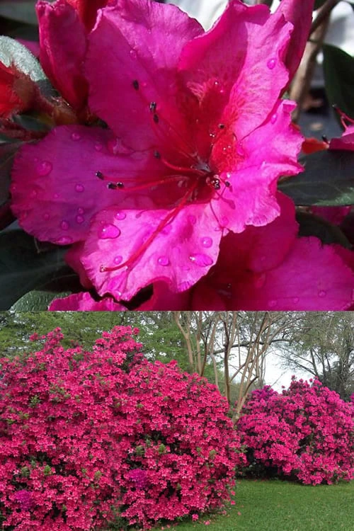 Red Formosa Azalea - 3 Gallon Pot Red Formosa Azalea - 3 Gallon Pot -Garden Plant Shop Azalea Red Formosa 1 500x750 3