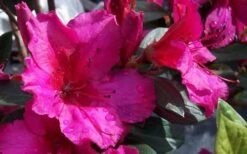 Red Formosa Azalea - 6 Pack Of 1 Gallon Pots 4 Red Formosa Azalea - 6 Pack Of 1 Gallon Pots -Garden Plant Shop Azalea Red Formosa