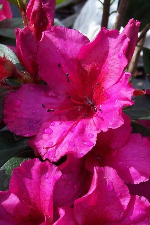 Red Formosa Azalea - 6 Pack of 1 Gallon Pots Red Formosa Azalea - 6 Pack Of 1 Gallon Pots -Garden Plant Shop Azalea Red Formosa 5