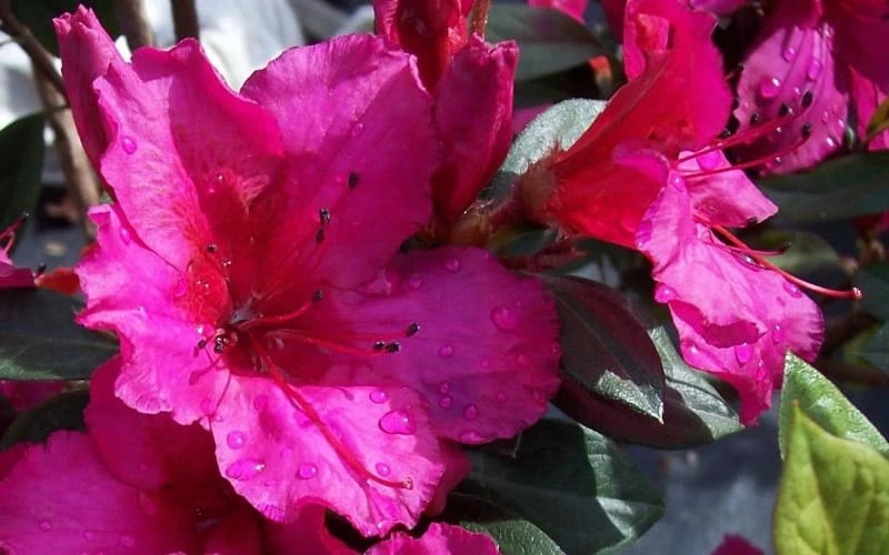 Red Formosa Azalea - 6 Pack of 1 Gallon Pots Red Formosa Azalea - 6 Pack Of 1 Gallon Pots -Garden Plant Shop Azalea Red Formosa