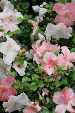 Sir Robert Dwarf Azalea - 6 Pack Of 1 Gallon Pots 4 Sir Robert Dwarf Azalea - 6 Pack Of 1 Gallon Pots -Garden Plant Shop Azalea Sir Robert 12 1