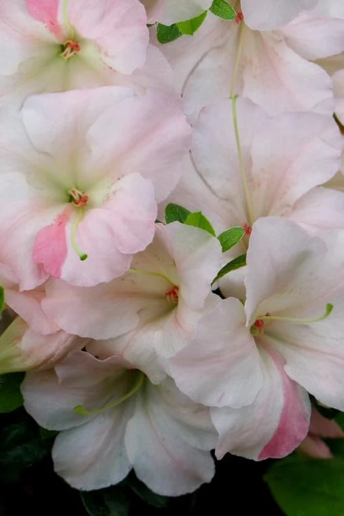 Sir Robert Dwarf Azalea - 6 Pack Of 1 Gallon Pots Sir Robert Dwarf Azalea - 6 Pack Of 1 Gallon Pots -Garden Plant Shop Azalea Sir Robert 20 1