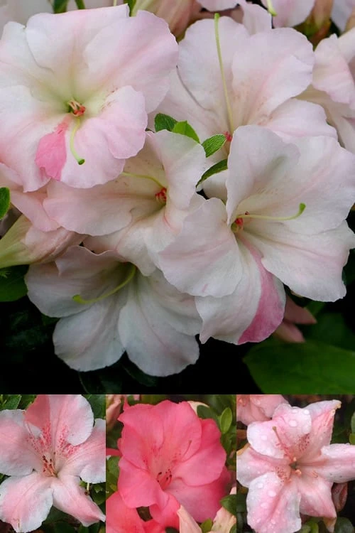 Sir Robert Dwarf Azalea - 6 Pack Of 1 Gallon Pots Sir Robert Dwarf Azalea - 6 Pack Of 1 Gallon Pots -Garden Plant Shop Azalea Sir Robert 3 500x750 2
