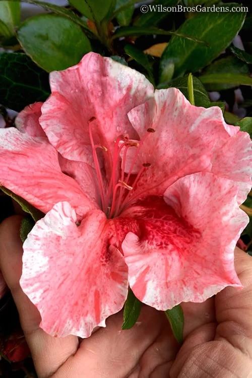 Tama no Hada Azalea - 1 Gallon Pot Tama No Hada Azalea - 1 Gallon Pot -Garden Plant Shop Azalea Tama No Hada 5 1