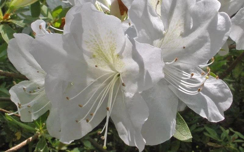 Mrs. G.G. Gerbing White Southern Indica Azalea - 1 Gallon Pot Mrs. G.G. Gerbing White Southern Indica Azalea - 1 Gallon Pot -Garden Plant Shop Azlea GG Gerbing Flower 2