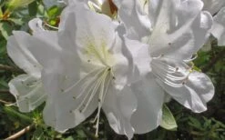 Mrs. G.G. Gerbing White Southern Indica Azalea - 7 Gallon Pot -Garden Plant Shop Azlea GG Gerbing Flower