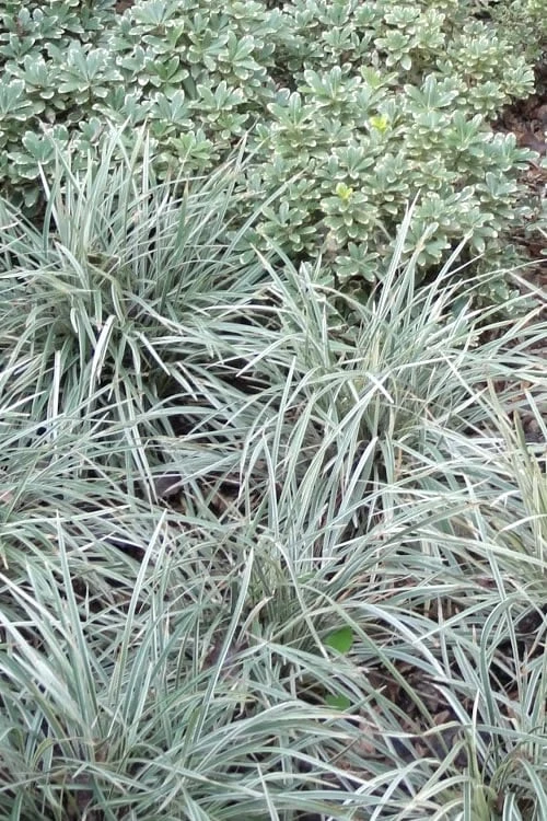 Aztec Grass - Liriope muscari - 1 Gallon Pot Aztec Grass - Liriope Muscari - 1 Gallon Pot -Garden Plant Shop Aztec Grass 500x750 2