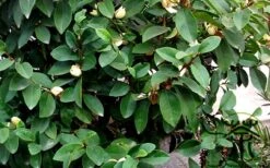 Banana Shrub - 5 Gallon Pot -Garden Plant Shop Banana Shrub Foliage