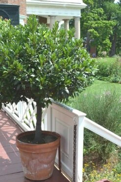Bay Laurel (Sweet Bay) - Laurus Nobilis - 2 Gallon Pot -Garden Plant Shop Bay Laurel 10 2