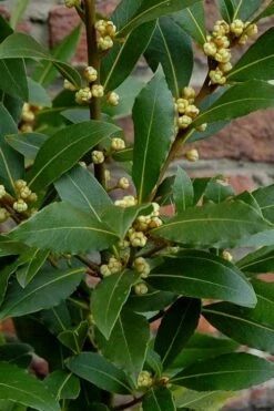Bay Laurel (Sweet Bay) - Laurus Nobilis - 2 Gallon Pot -Garden Plant Shop Bay Laurel 2 2