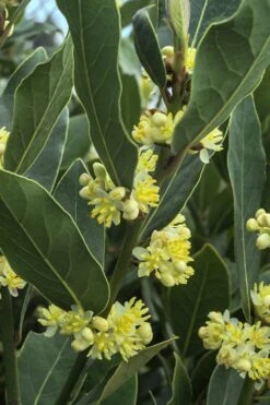 Bay Laurel (Sweet Bay) - Laurus Nobilis - 2 Gallon Pot -Garden Plant Shop Bay Laurel 3 2