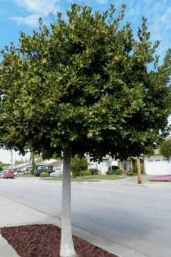 Bay Laurel (Sweet Bay) - Laurus Nobilis - 2 Gallon Pot -Garden Plant Shop Bay Laurel 5 2