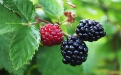 Arapaho Thornless Blackberry - 6 Pack Of 1 Gallon Pots -Garden Plant Shop Blackberry Arapaho Thornless 1