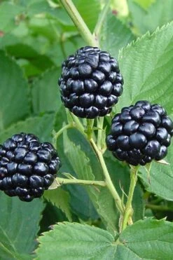 Natchez Thornless Blackberry - 3 Gallon Pot