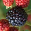 Osage Thornless Blackberry - 6 Pack Of 1 Gallon Pots