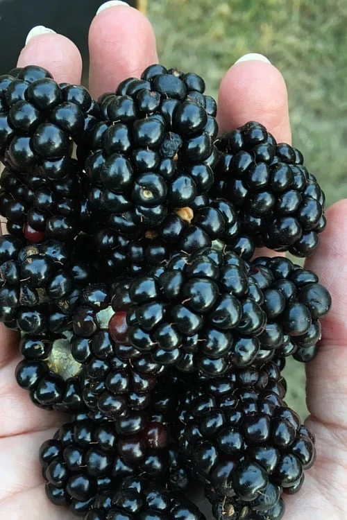 Prime Ark Freedom Blackberry Plant - 1 Gallon Pot Prime Ark Freedom Blackberry Plant - 1 Gallon Pot -Garden Plant Shop Blackberry Prime Ark Freedom 1