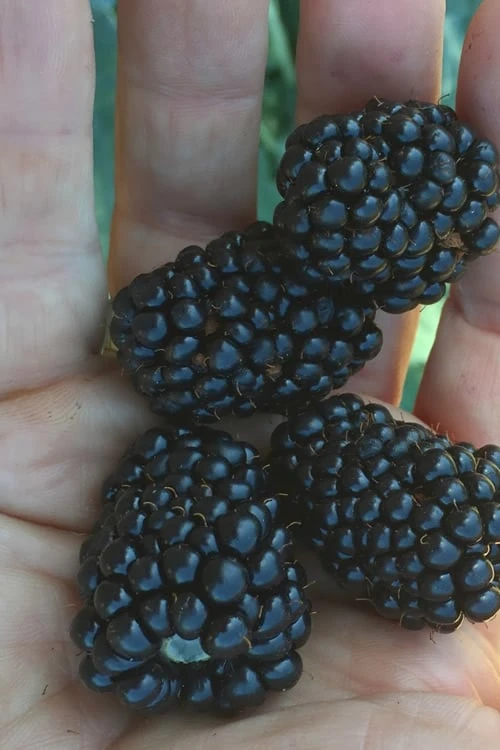 Prime Ark Traveler Blackberry Plant - 2 Gallon Pot Prime Ark Traveler Blackberry Plant - 2 Gallon Pot -Garden Plant Shop Blackberry Prime Ark Traveler 1