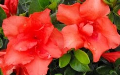 Orange Frost Bloom 'N Again Azalea - 1 Gallon Pot -Garden Plant Shop Bloom N Again Azalea Orange Frost