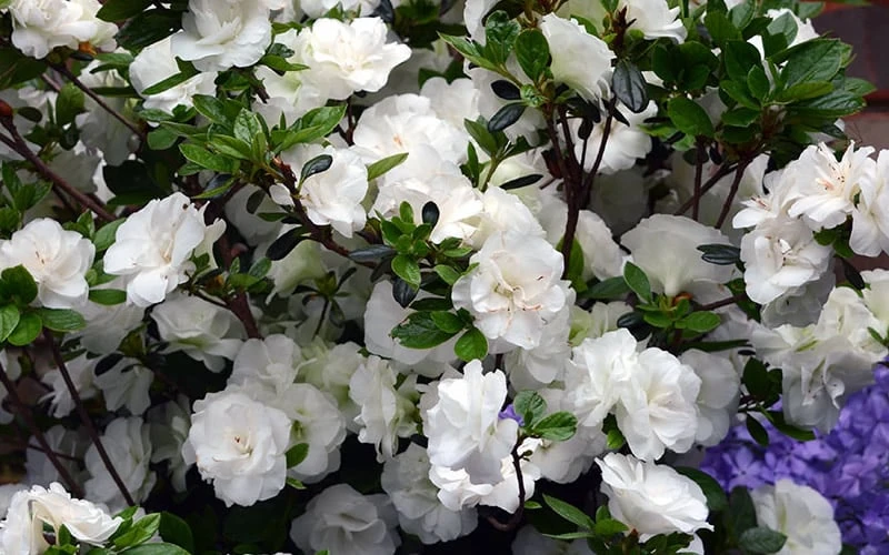Snowball Bloom 'N Again Azalea - 1 Gallon Pot Snowball Bloom 'N Again Azalea - 1 Gallon Pot -Garden Plant Shop Bloom N Again Azalea Snowball 1