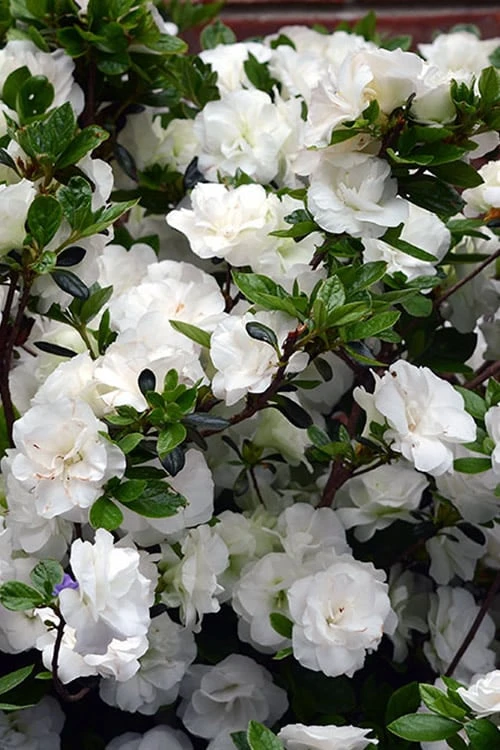 Snowball Bloom 'N Again Azalea - 2 Gallon Pot Snowball Bloom 'N Again Azalea - 2 Gallon Pot -Garden Plant Shop Bloom N Again Snowball 1 500x750 1