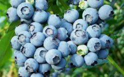 Alice Blue Rabbiteye Blueberry - 1 Gallon Pot -Garden Plant Shop Blueberry Alice Blue