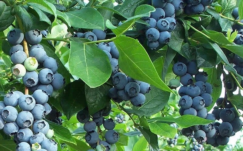 Premier Rabbiteye Blueberry - 1 Gallon Pot Premier Rabbiteye Blueberry - 1 Gallon Pot -Garden Plant Shop Blueberry Bush Premier 3