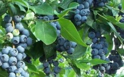 Premier Rabbiteye Blueberry - 3 Gallon Pot 3 Premier Rabbiteye Blueberry - 3 Gallon Pot -Garden Plant Shop Blueberry Bush Premier 4