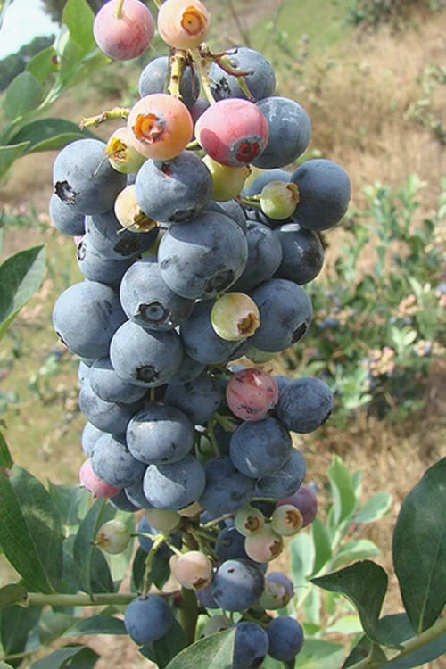 Climax Rabbiteye Blueberry - 6 Pack of 1 Gallon Pots Climax Rabbiteye Blueberry - 6 Pack Of 1 Gallon Pots -Garden Plant Shop Blueberry Climax Rev 500x750 4