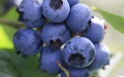 Delite Rabbiteye Blueberry - 1 Gallon Pot -Garden Plant Shop Blueberry Delite