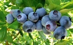Misty Southern Highbush Blueberry - 3 Gallon Pot -Garden Plant Shop Blueberry Misty