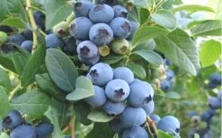 Ochlockonee Rabbiteye Blueberry - 3 Gallon Pot -Garden Plant Shop Blueberry Ochlockonee