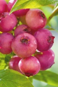 Pink Lemonade Blueberry - 6 Pack Of 1 Gallon Pots -Garden Plant Shop Blueberry Pink Lemonade 6 1