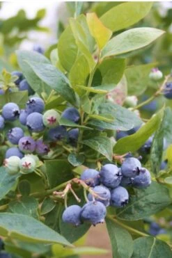 Jubilee Southern Highbush Blueberry - 1 Gallon Pot -Garden Plant Shop Blueberry Southern Higbush Jubilee 500x750 2