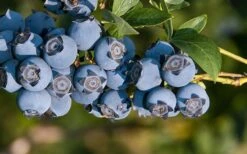 Star Southern Highbush Blueberry - 3 Gallon Pot 3 Star Southern Highbush Blueberry - 3 Gallon Pot -Garden Plant Shop Blueberry Star