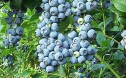 Tifblue Rabbiteye Blueberry - 2.5 Quart Pot -Garden Plant Shop Blueberry Tifblue 2