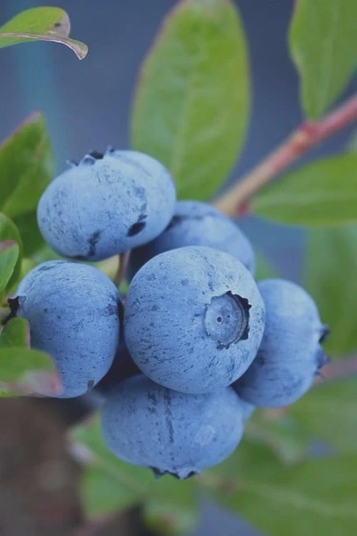 Tifblue Rabbiteye Blueberry - 6 Pack of 1 Gallon Pots Tifblue Rabbiteye Blueberry - 6 Pack Of 1 Gallon Pots -Garden Plant Shop Blueberry Tifblue Rev 500x750 1