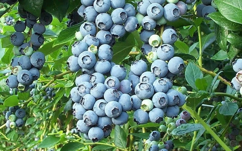 Tifblue Rabbiteye Blueberry - 6 Pack of 1 Gallon Pots Tifblue Rabbiteye Blueberry - 6 Pack Of 1 Gallon Pots -Garden Plant Shop Blueberry Tifblue
